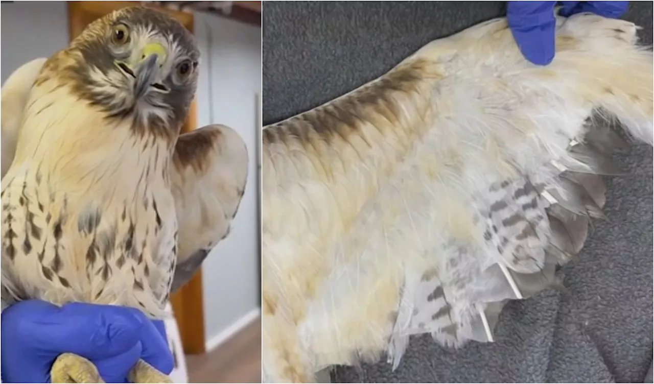 Severely Injured Hawk Found in Massachusetts, Authorities Investigate Animal Abuse