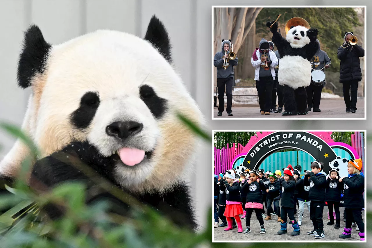 Two Giant Pandas Make Public Debut at Smithsonian's National Zoo