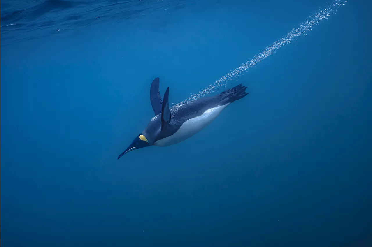 Penguins Fly Underwater, Whales Embrace Freedom: A Look at the Ocean Art Underwater Photo Contest Winners