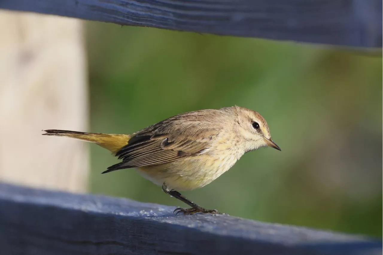 Comptage National des Oiseaux de Jardins: Trois Amies S'Embarquent dans l'Aventure Ornithologique