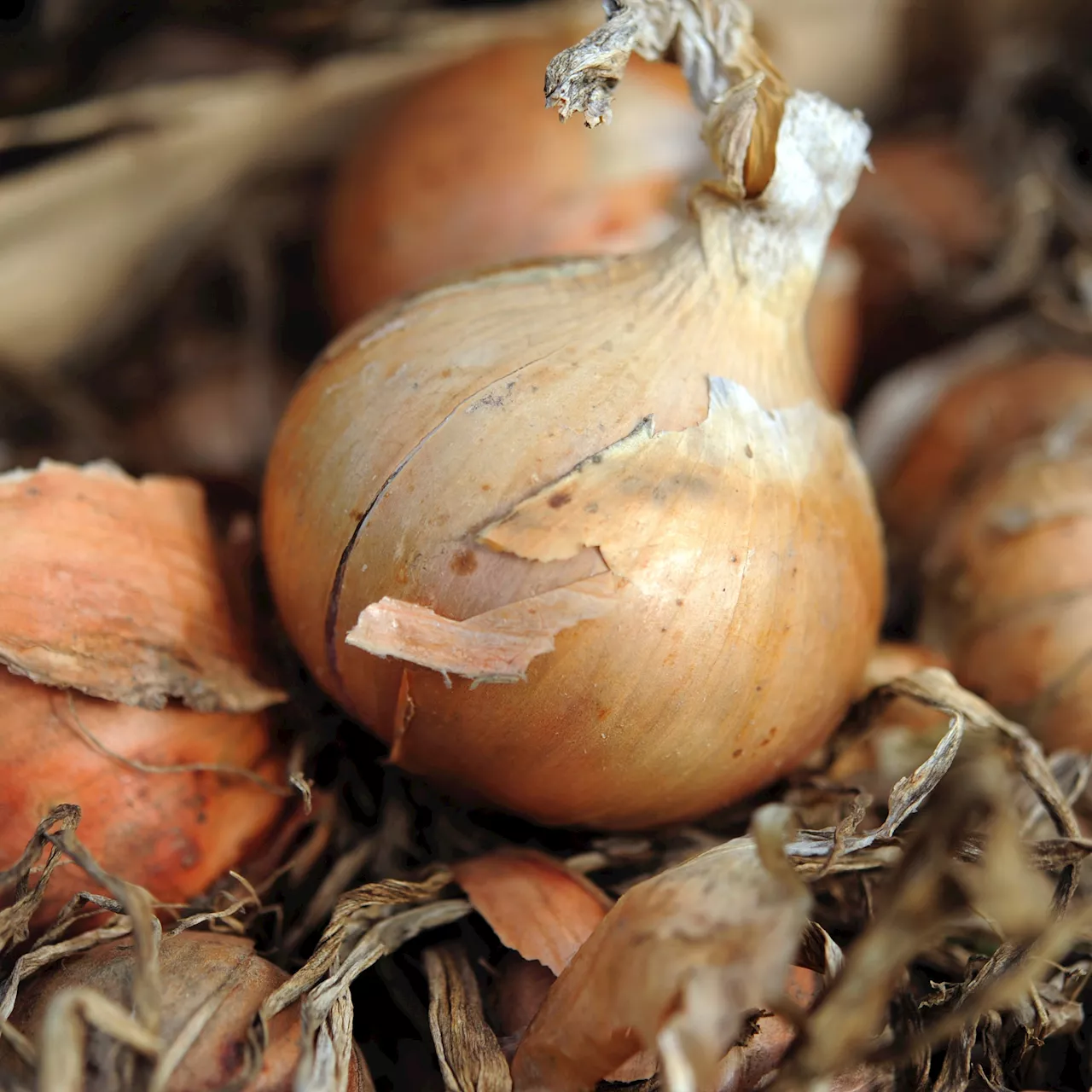 Jardinage : faut-il semer des graines d'oignons ou planter des bulbies ?