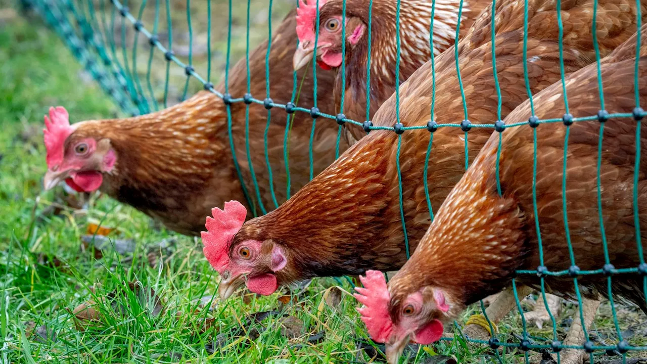 Bird Flu Restrictions Tightened in England and Scotland