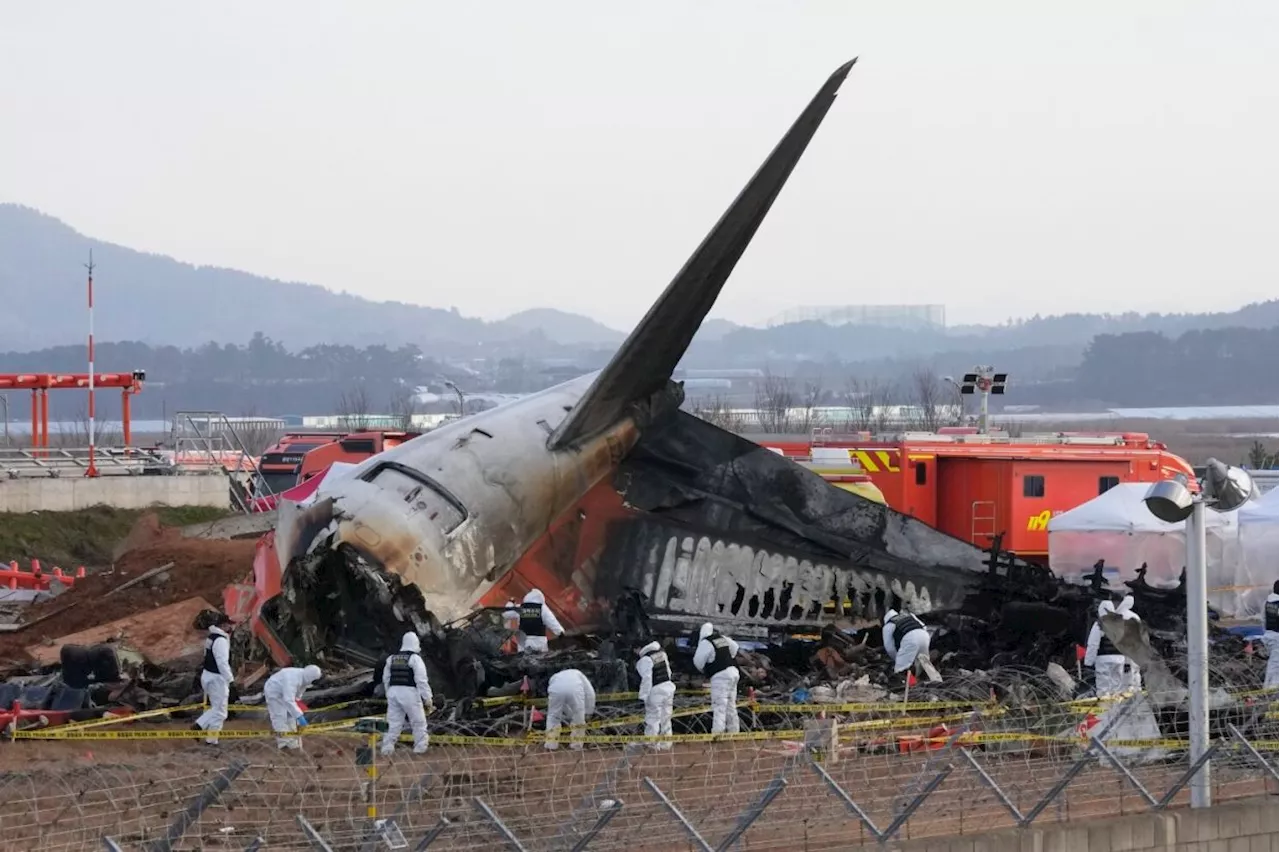 Black box of South Korea's crashed plane stops recording after bird strike warning