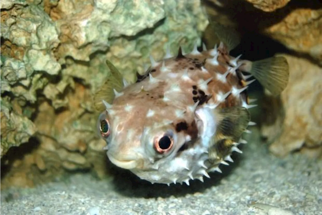 Sabah Health Department reports five cases of puffer fish toxin poisoning