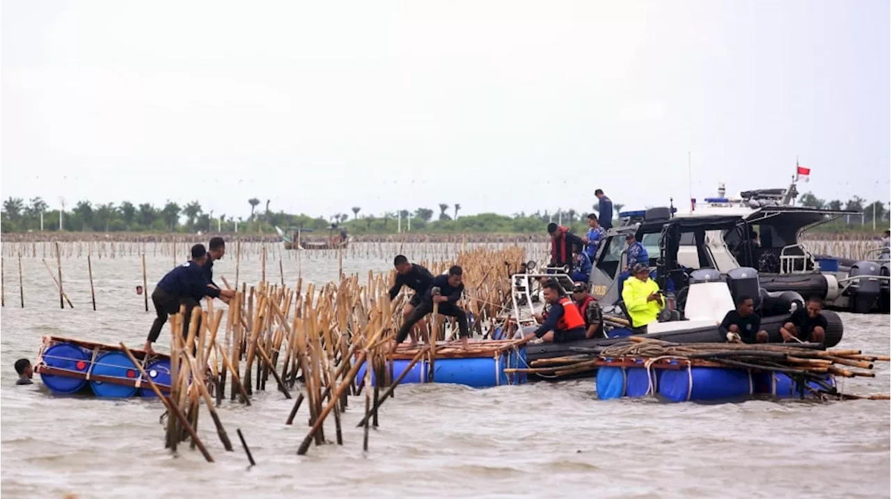 Penampakan Bambu Pagar Laut yang Dibongkar Jadi Sorotan Publik: Balikin ke Aguan!