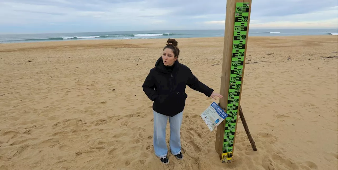 Érosion sur le littoral landais : à quoi servent ces pieux installés sur des plages de Vieux-Boucau ?