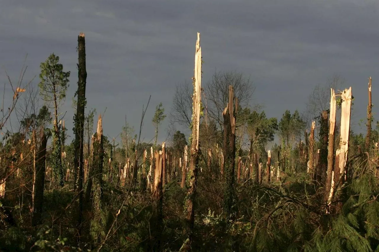 Quand la tempête Klaus a ravagé le Sud-Ouest en janvier 2009