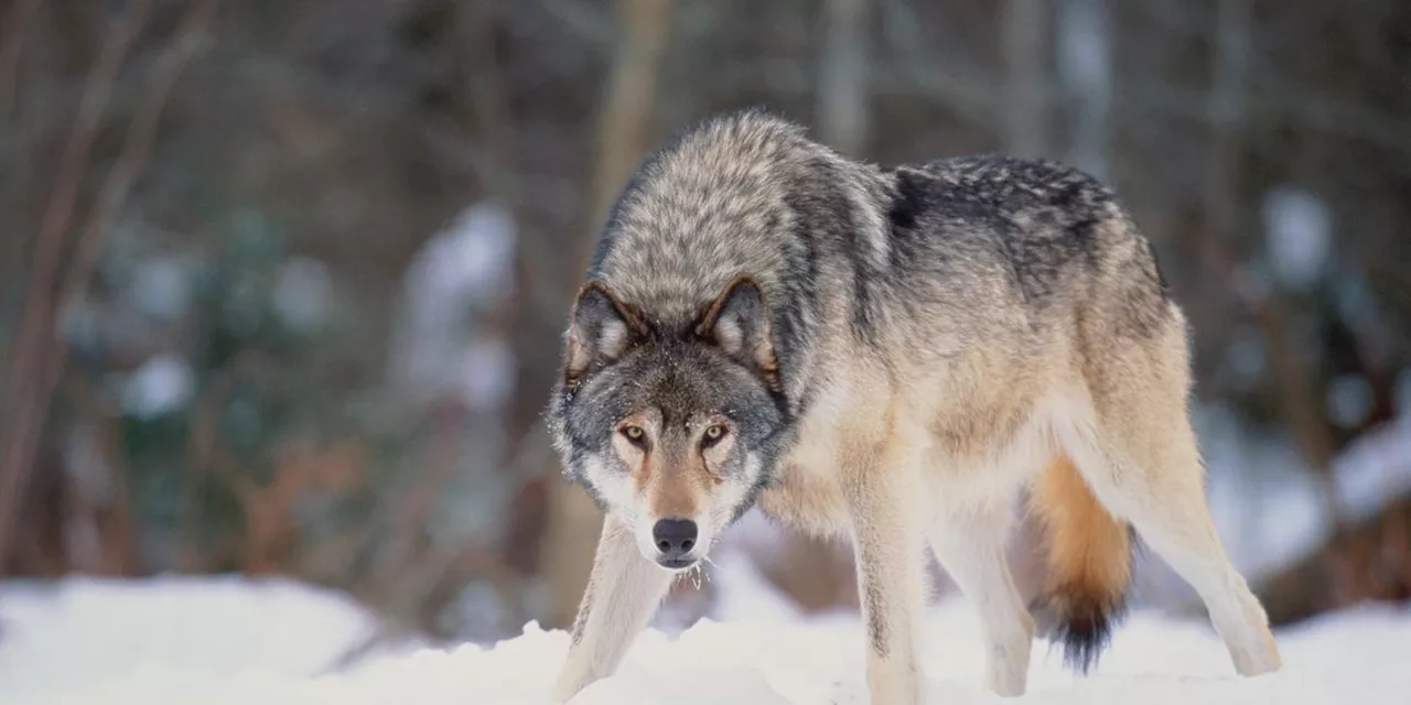 Wolf in der Nähe eines Kindes: Glarner Wildhüter dürfen die Tiere abschiessen