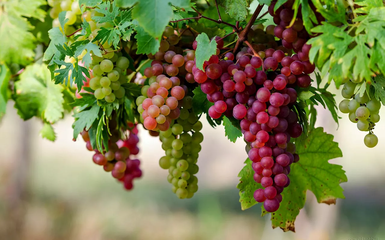 Uba Sani: We’ll support farmers to boost grapes production in Kaduna