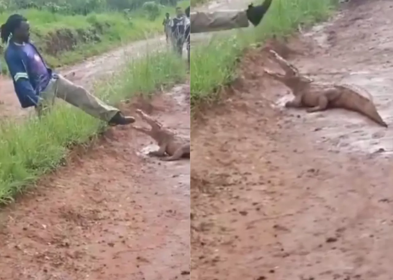 EISH WENA: Crocodile bites Limpopo man teasing it