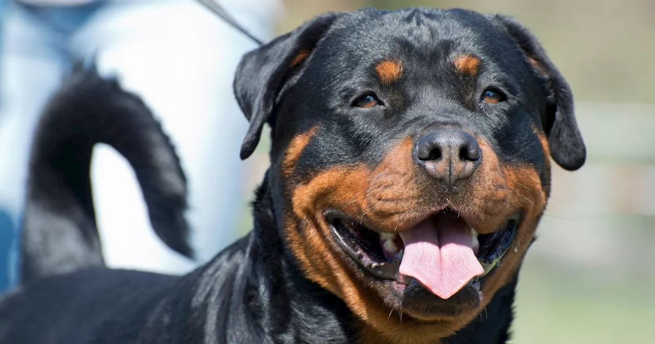 Kleinkind in der Schweiz von Rottweiler schwer verletzt