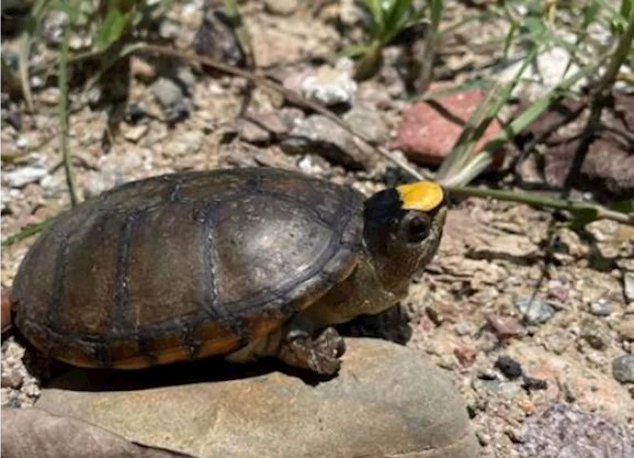 Sujetos roban 55 tortugas casquito en peligro de extinción en Jalisco; se hicieron pasar por Profepa