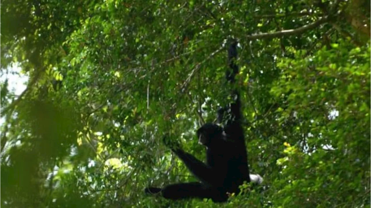 Siamang, Owa Raksasa dengan Suara Mengugah