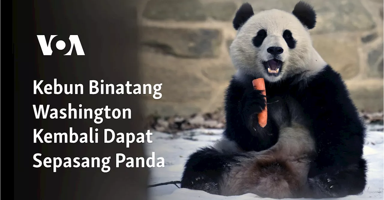 Kebun Binatang Washington Kembali Dapat Sepasang Panda