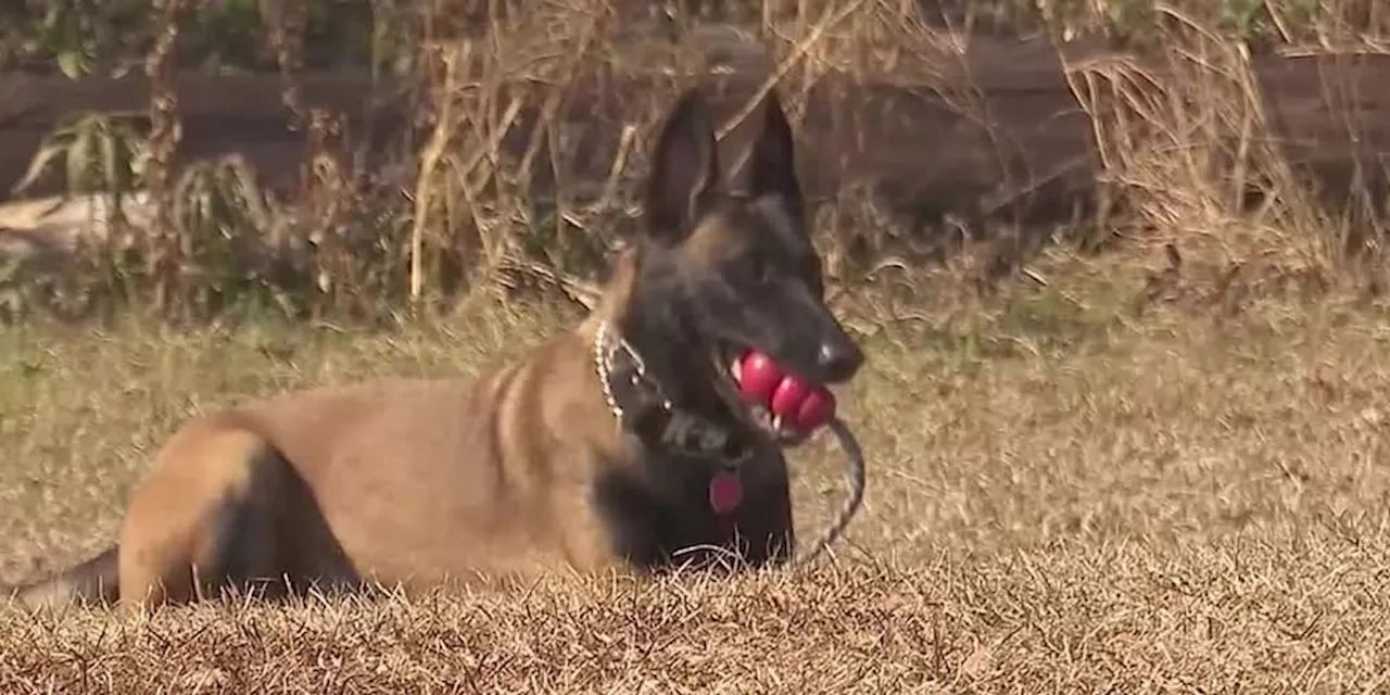 Level Plains Police K-9 Sasha Gets Protective Vest