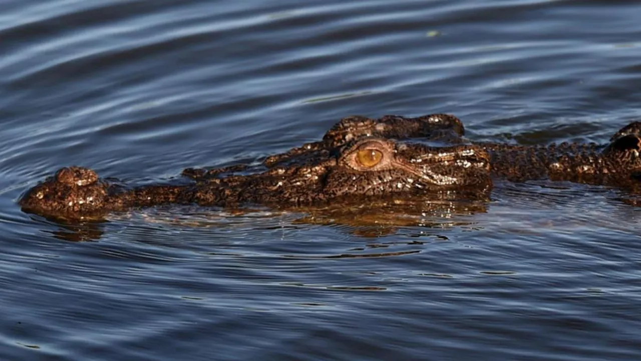 Crocodile spotted unusually far south near Bundaberg, locals urged to stay ‘vigilant’