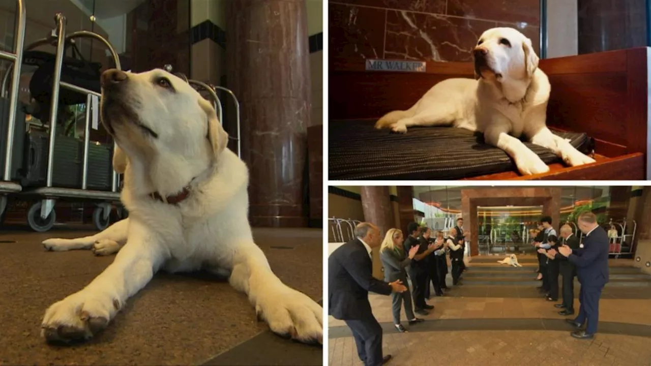 Park Hyatt Melbourne canine ambassador Mr Walker to retire from service after seven years greeting guests