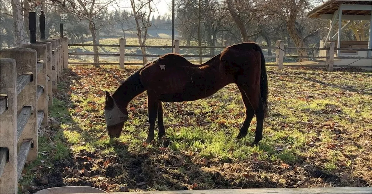 Dozens of Horses Rescued in California Animal Abuse Investigation