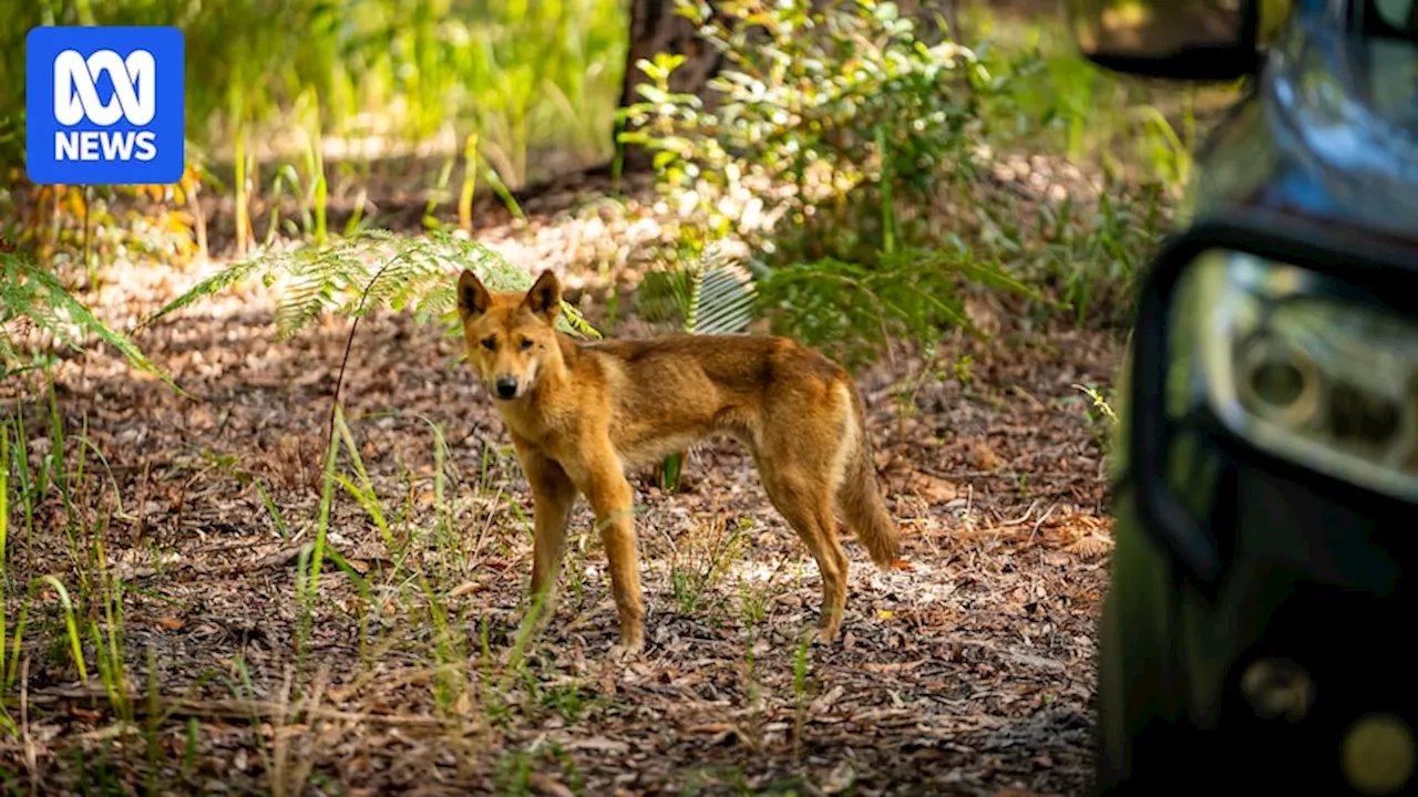 Dingoes bite two children on K'gari (Fraser Island) over long weekend