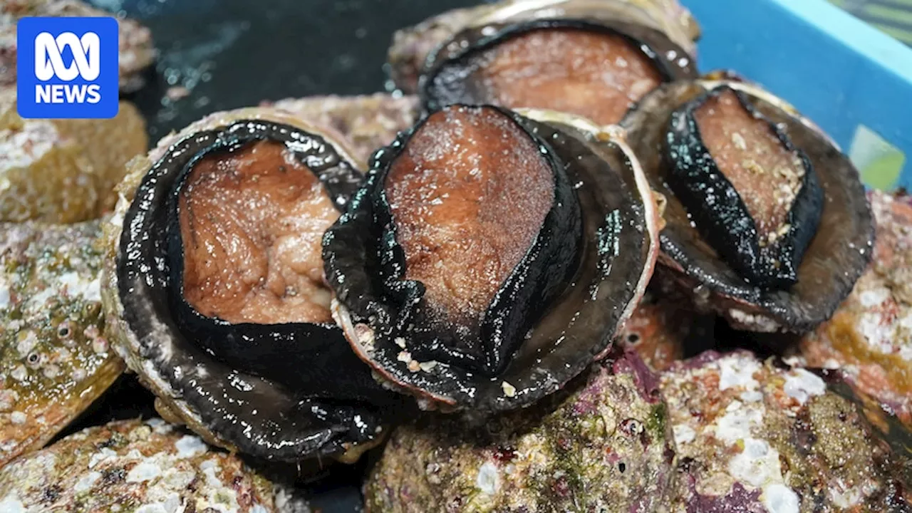 NSW abalone industry proposes buyout amid claims of illegal take