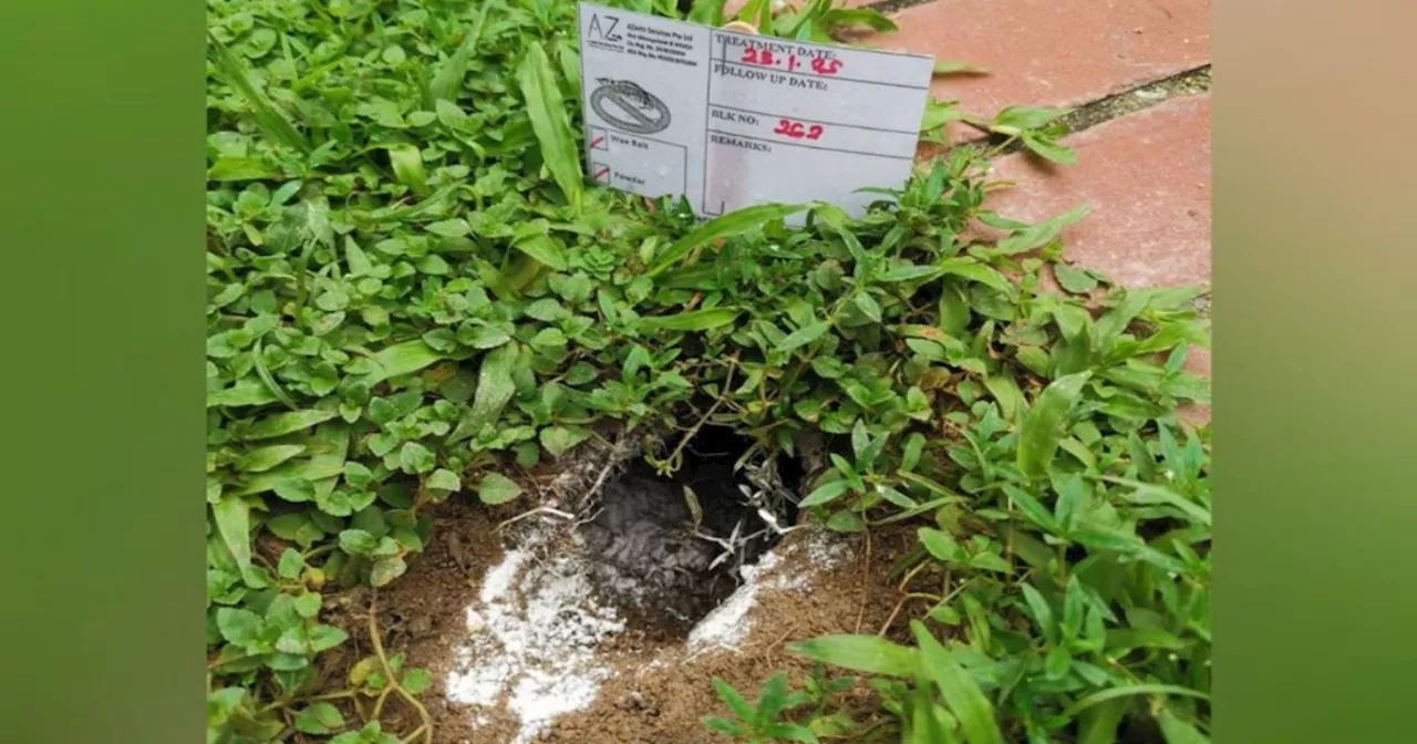 Singapore Town Council Warns Dog Owners of Rodenticides Used in Rat Burrow Treatments