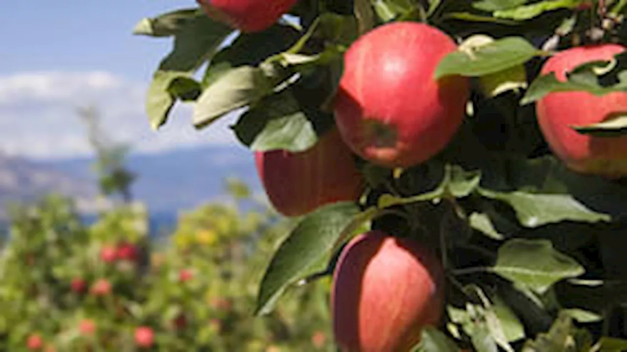 Obst pflücken: Was darf man im Garten und Wald wirklich?