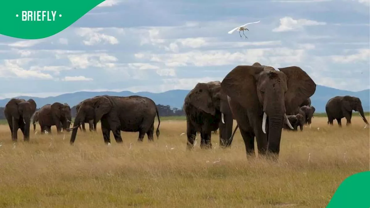 Identity of Kruger National Park Victim Trampled to Death by Elephant Confirmed