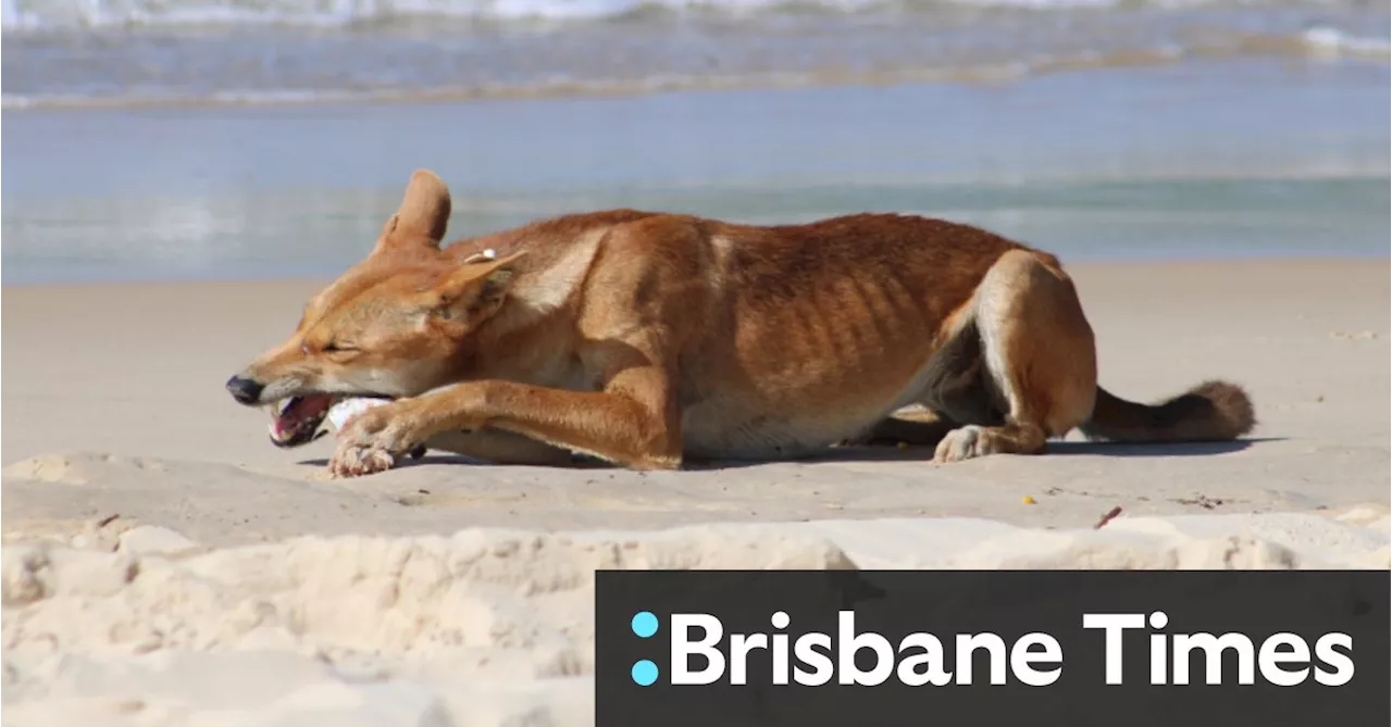 Two-year-old bitten in second dingo attack in two days