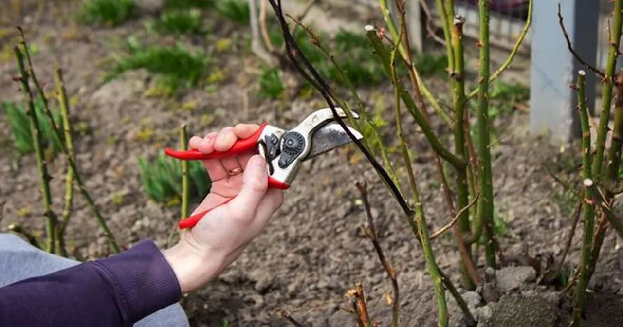 Gardeners should do one task in January for 'stunning rose blooms in spring'