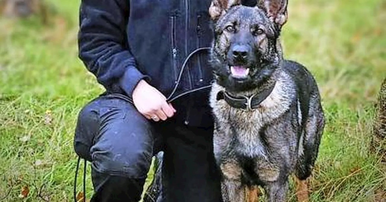 Hero Police Dog Euthanized Over £12,000 Vet Bill