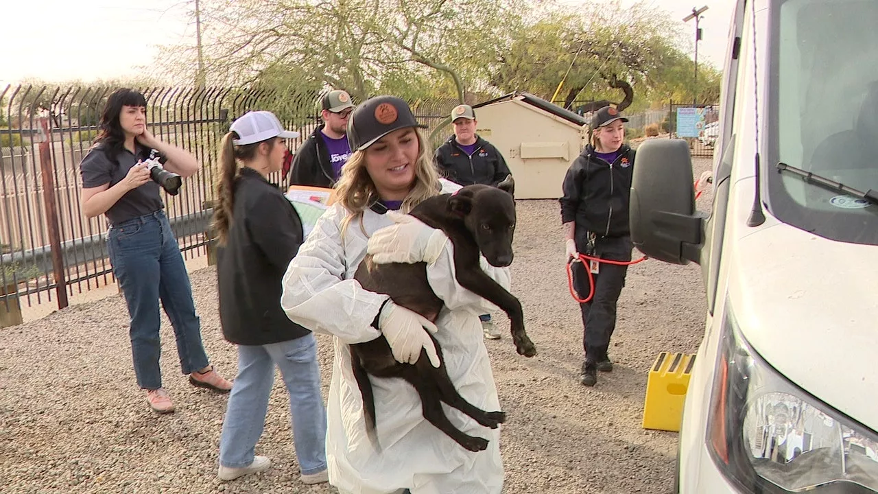 Arizona Shelters Offer Refuge to Dogs Evacuated from California Wildfires