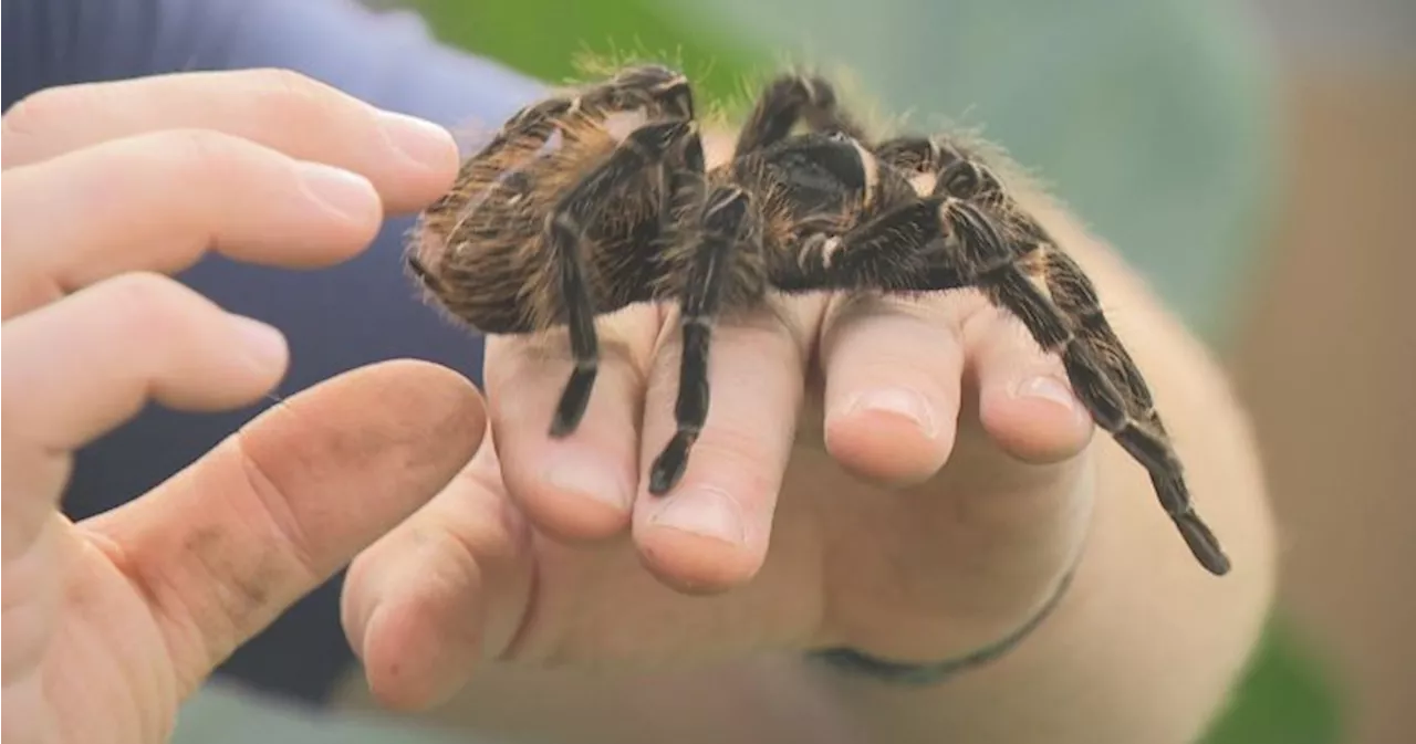 Port Moody to Ban Mobile Petting Zoos, Sparking Debate