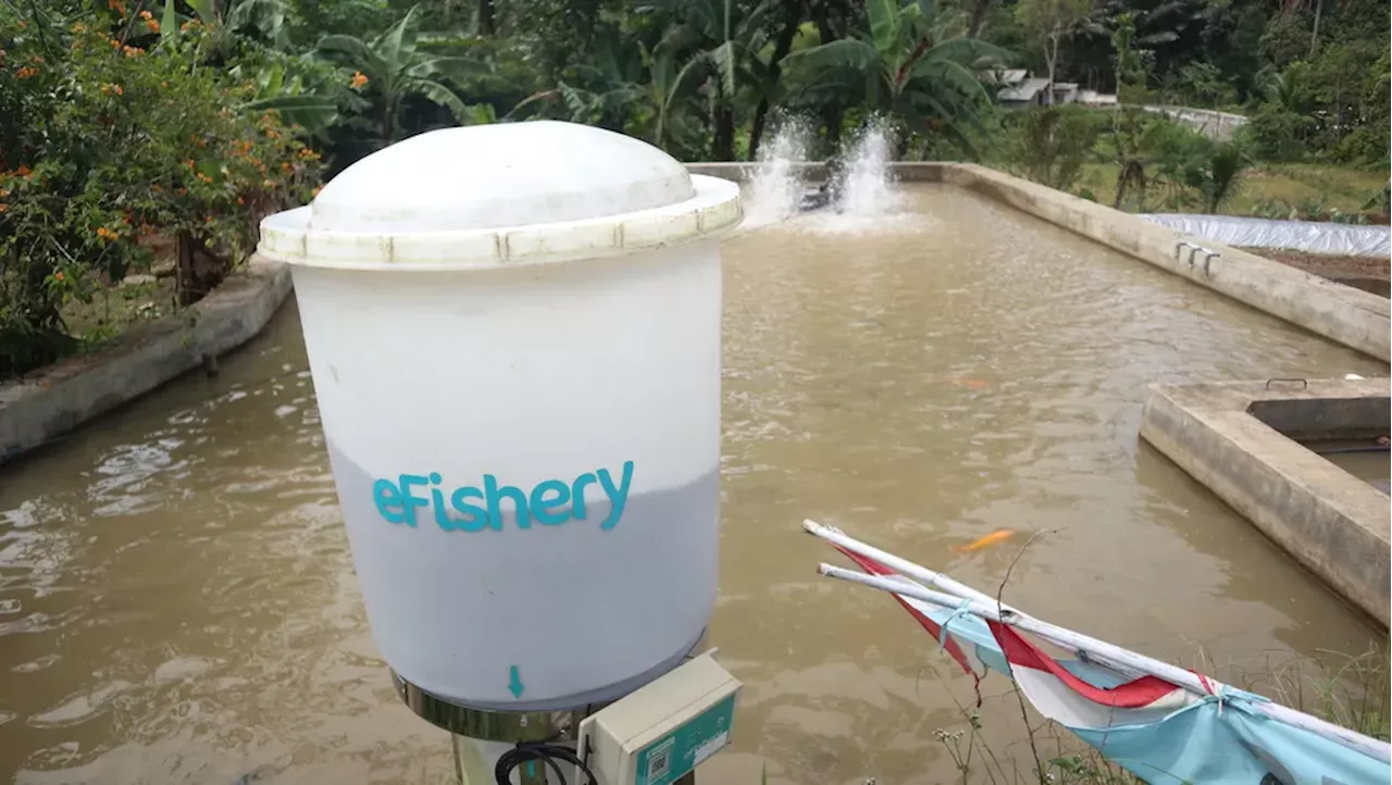 Belajar dari Kasus Pemalsuan Laporan Keuangan eFishery, Perlu Diversifikasi Penilaian Start Up