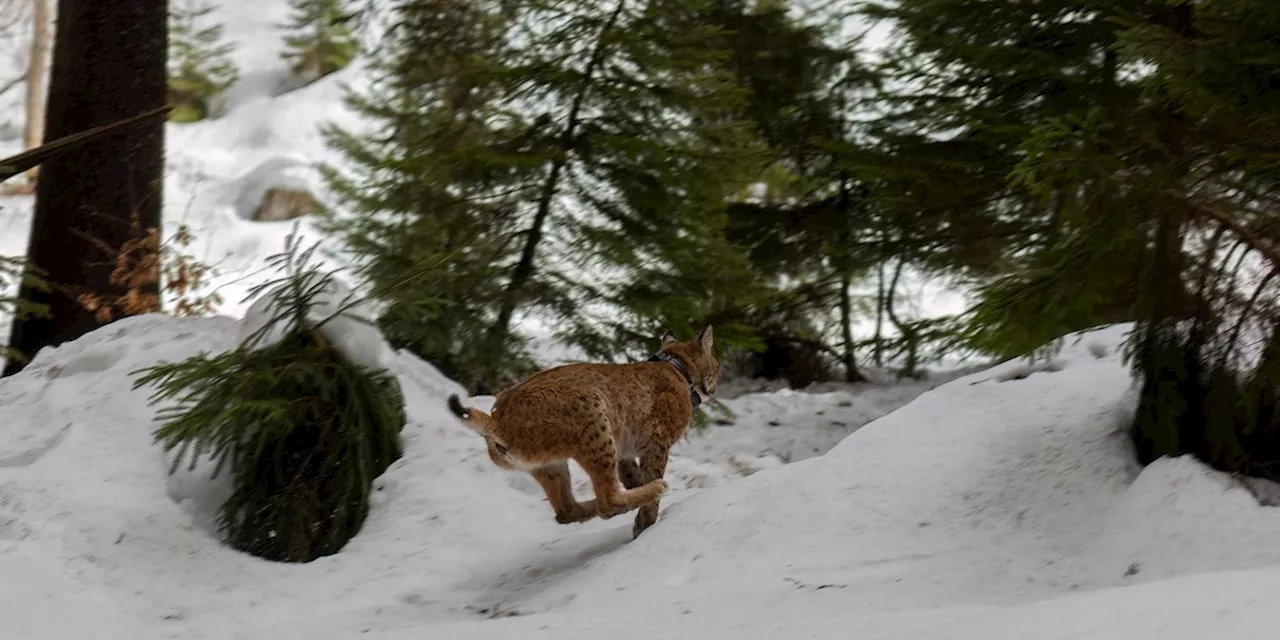 La Lince Luna torni nelle Alpi italiane