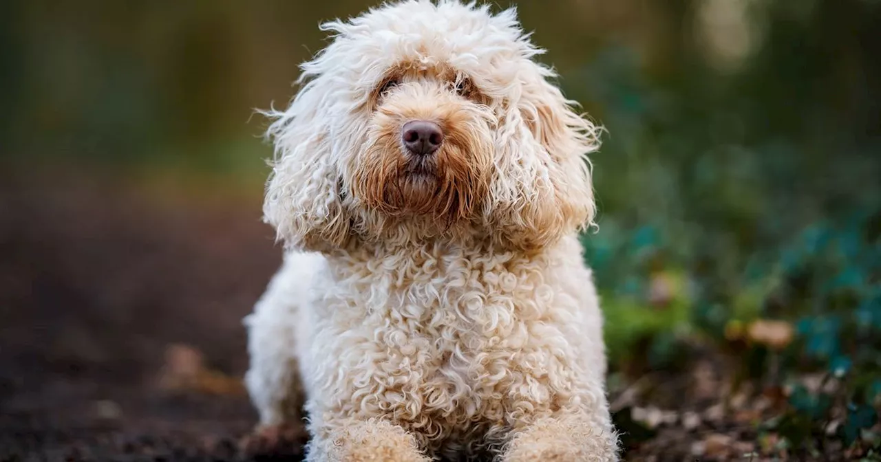 Vet issues alert for anyone thinking of getting Cockapoo as owners make mistake