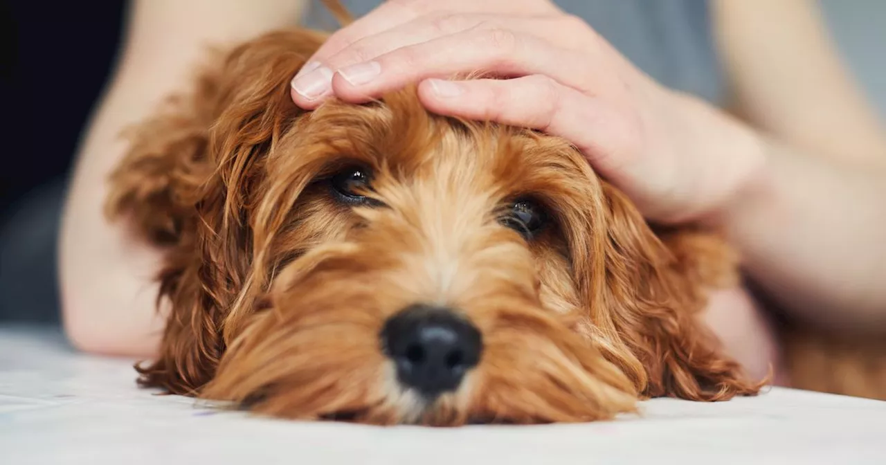 Walking the Dog: Irish Study Links Regular Walks with Reduced Fall Risk in Older Adults