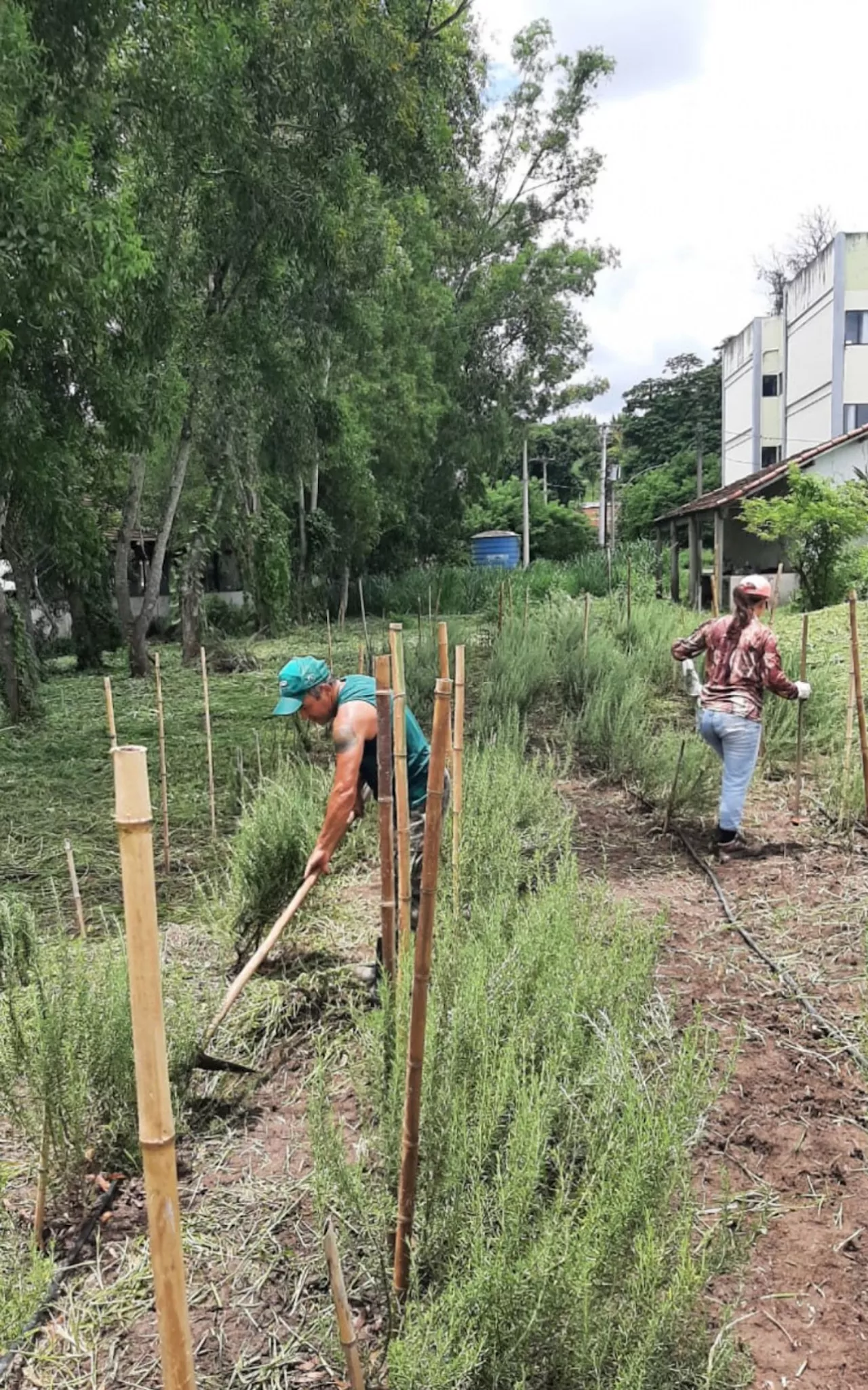 Farmácia Viva de Volta Redonda desenvolve projeto de pesquisa com alecrim