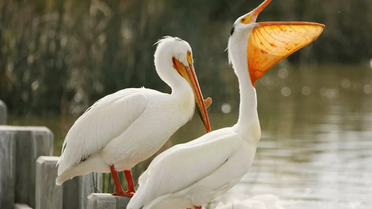 Utah Lawmaker Proposes Keeping National Wildlife Refuges Open During Government Shutdowns