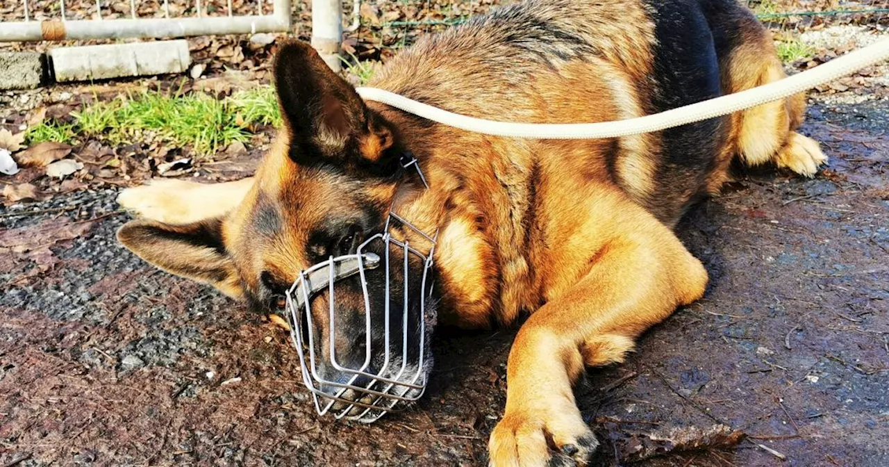 Hohe Geldstrafe gegen Grazerin wegen Tierquälerei in Ungarn verhängt