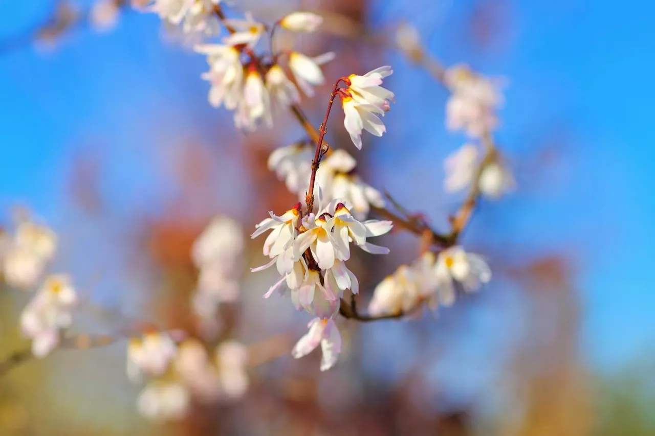 Jardin : craquez pour l’abeliophyllum