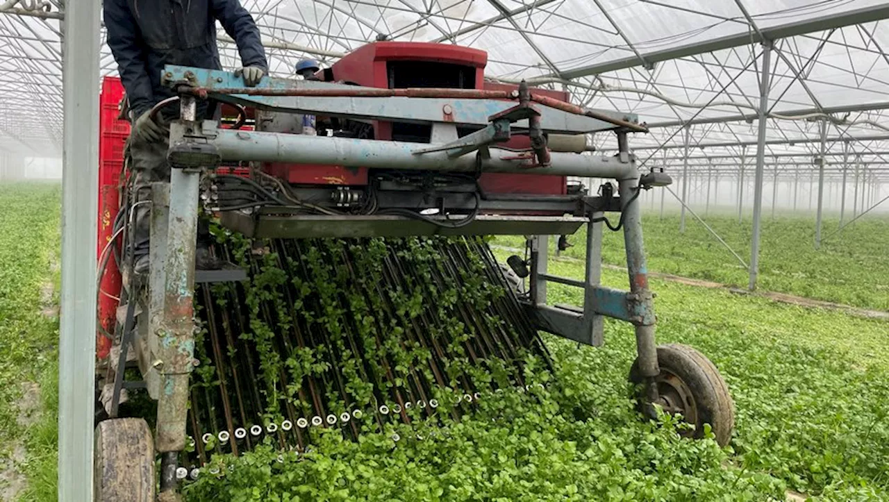 Du cresson cultivé en bord de Garonne : les Cressonnières d’Aquitaine, une réussite écologique et économique