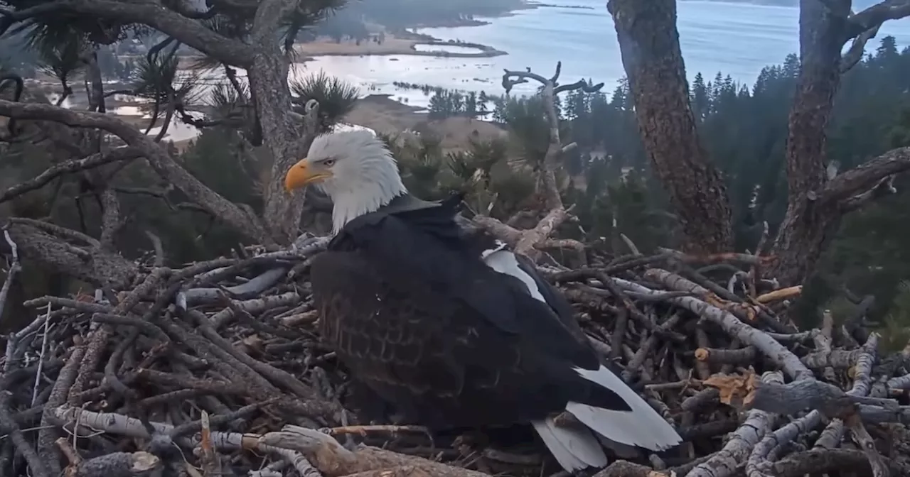 And now there are two. Jackie and Shadow lay second egg