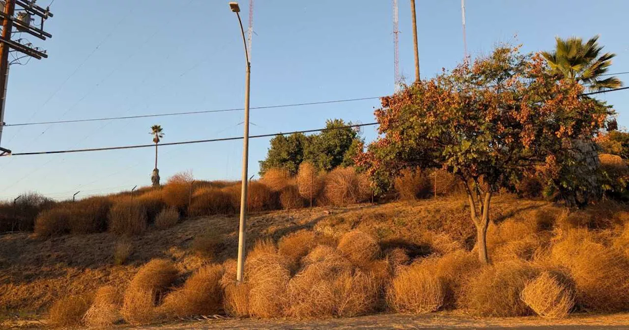 The Unexpected Danger of Tumbleweeds in Southern California