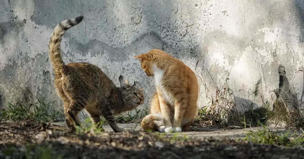 Museo Panteón de San Fernando presenta el festival 'Gatotitlán' para promover el cuidado de gatos