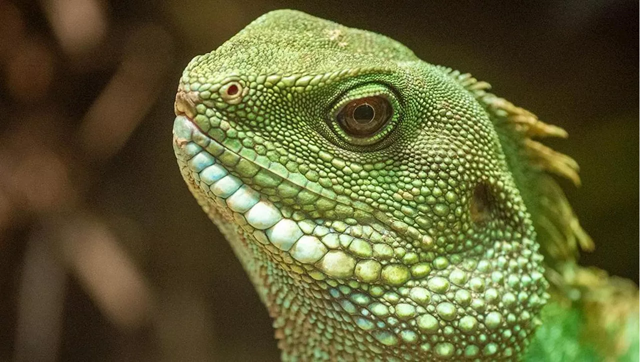 Le Iguane Verdi Mettono a Prova l'Agricoltura di Taiwan