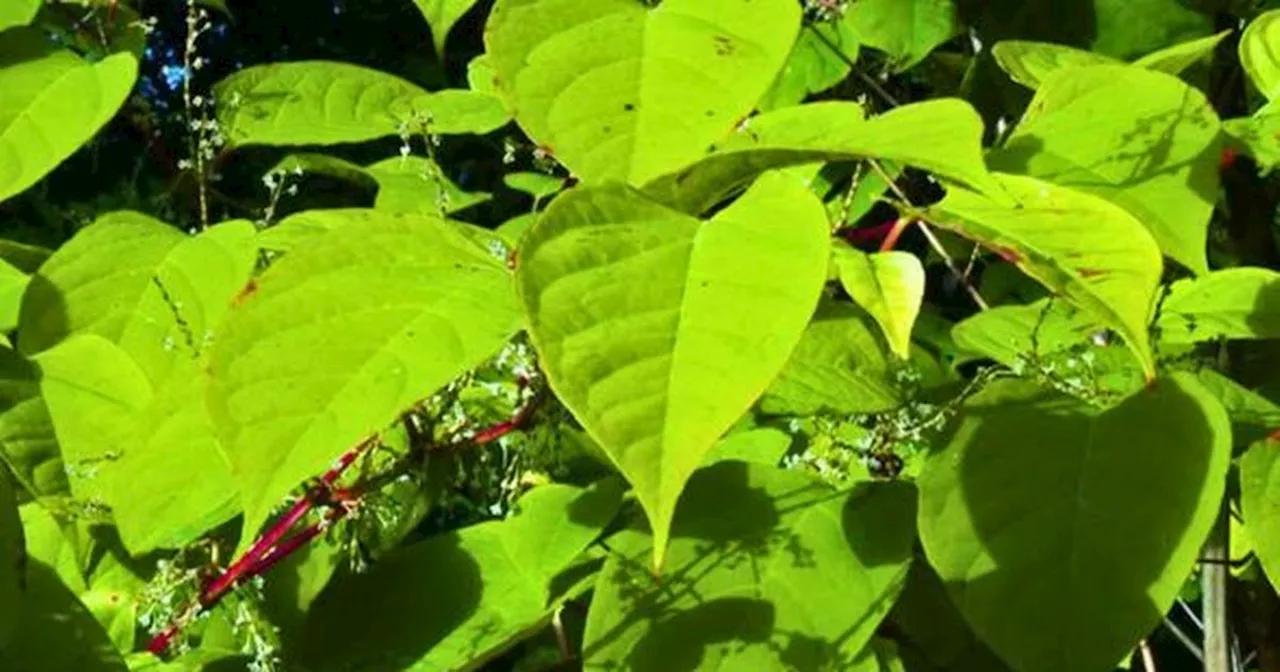 Japanese knotweed hotspot map shows worst affected places