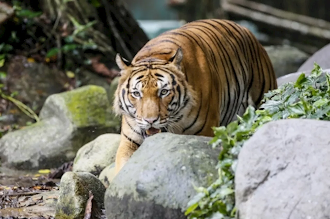 Perhilitan advises Tanjung Rambutan villagers to reduce night activity after tiger attack on livestock