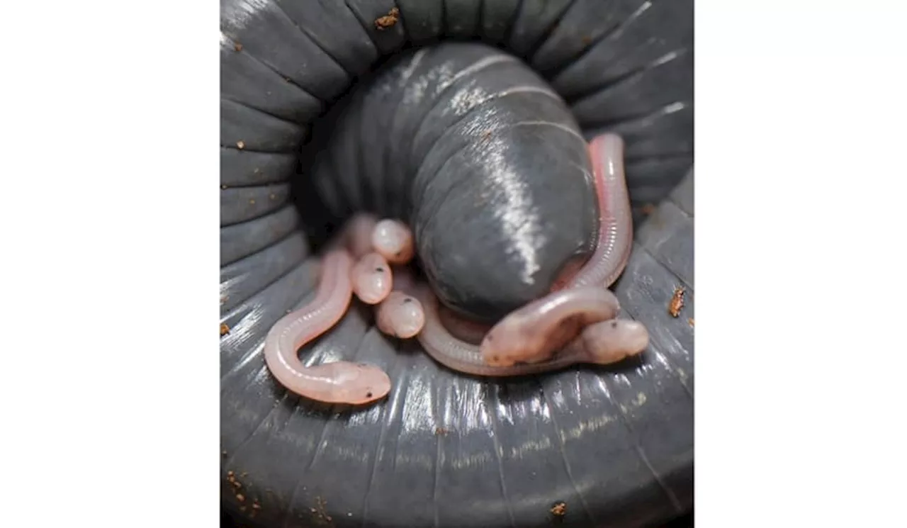 Induk Caecilian Berbagi Mikroba Melalui Kulit