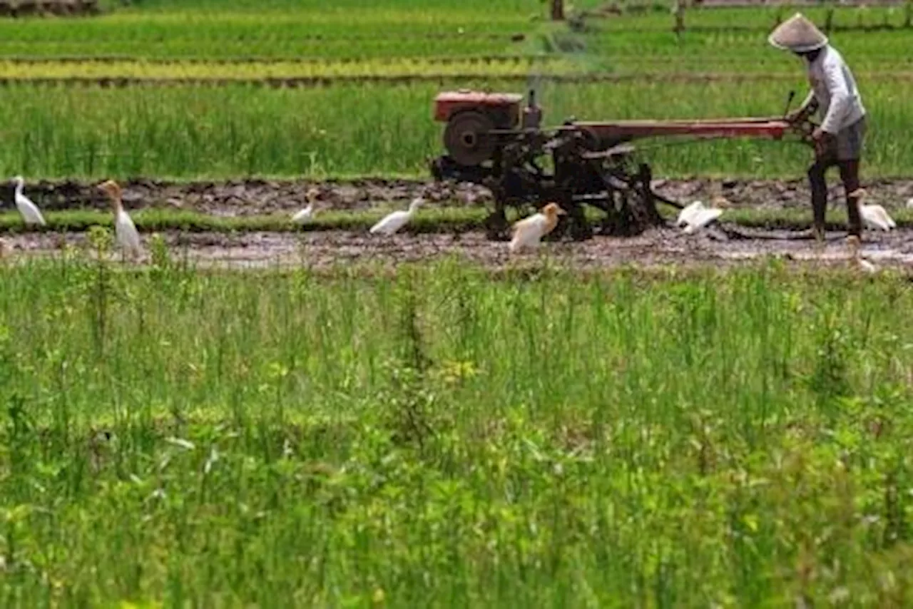 Inovasi Bersawah Pokok Murah Tingkatkan Hasil Panen dan Ketahanan Pangan