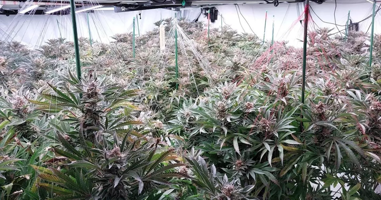 Cannabis factory discovered after causing water leak and damaging neighbour's property